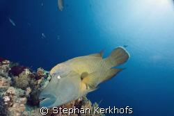 Napoleon wrasse (cheilinus undulatus) taken at yolanda reef. by Stephan Kerkhofs 